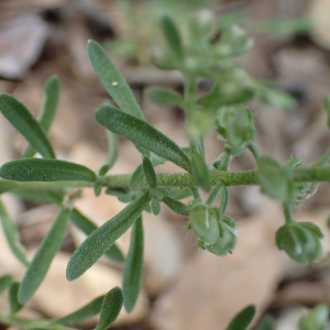 Photographie n°2423439 du taxon Alyssum alyssoides (L.) L.