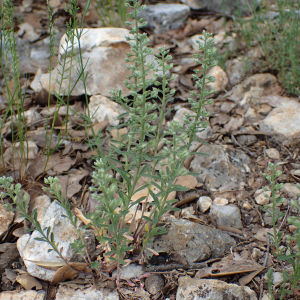 Photographie n°2423440 du taxon Alyssum alyssoides (L.) L.