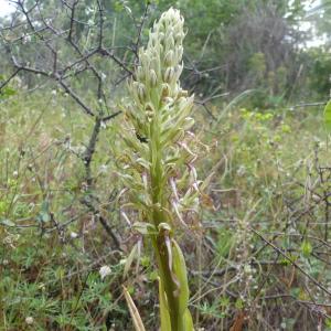 Photographie n°2423469 du taxon Himantoglossum hircinum (L.) Spreng. [1826]