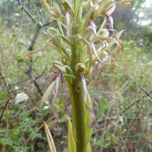 Photographie n°2423470 du taxon Himantoglossum hircinum (L.) Spreng. [1826]