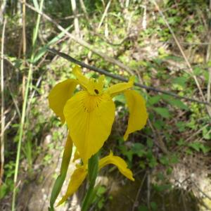 Photographie n°2423481 du taxon Iris pseudacorus L. [1753]