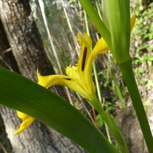 Photographie n°2423482 du taxon Iris pseudacorus L. [1753]