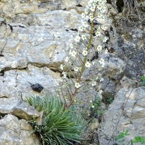 Photographie n°2423495 du taxon Saxifraga longifolia Lapeyr.