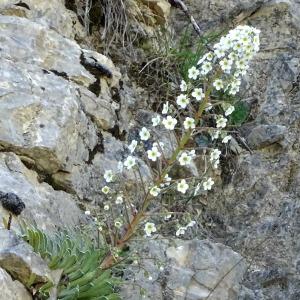 Photographie n°2423496 du taxon Saxifraga longifolia Lapeyr.