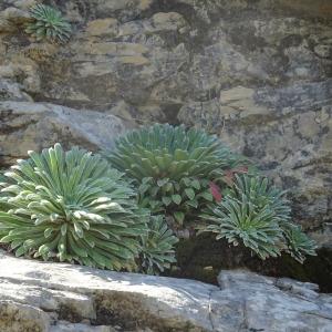 Photographie n°2423497 du taxon Saxifraga longifolia Lapeyr.