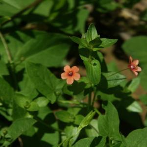 Photographie n°2423500 du taxon Anagallis arvensis L. [1753]