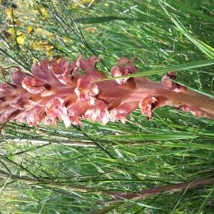  - Orobanche rapum-genistae subsp. rapum-genistae