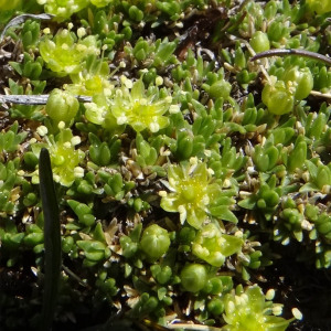 Photographie n°2423568 du taxon Cherleria sedoides L. [1753]