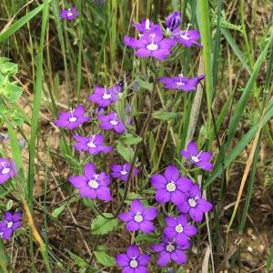 Photographie n°2423601 du taxon Legousia speculum-veneris (L.) Chaix