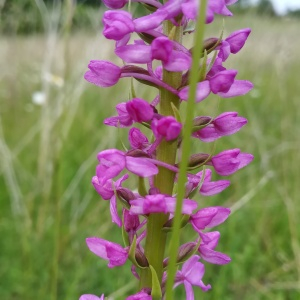 Photographie n°2423612 du taxon Gymnadenia conopsea (L.) R.Br. [1813]