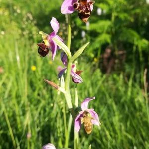 Photographie n°2423616 du taxon Ophrys apifera Huds. [1762]