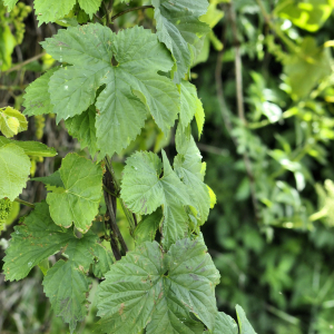 Photographie n°2423627 du taxon Humulus lupulus L.