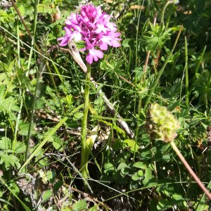 Photographie n°2423710 du taxon Anacamptis pyramidalis (L.) Rich. [1817]