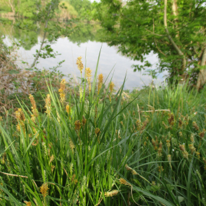 Photographie n°2423781 du taxon Carex hirta L.