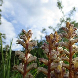 Photographie n°2423802 du taxon Orobanche picridis F.W.Schultz