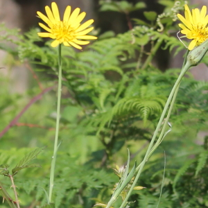 Photographie n°2423806 du taxon Tragopogon pratensis L. [1753]