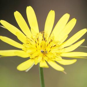 Photographie n°2423808 du taxon Tragopogon pratensis L. [1753]