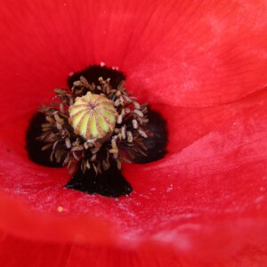 Photographie n°2423812 du taxon Papaver rhoeas L. [1753]