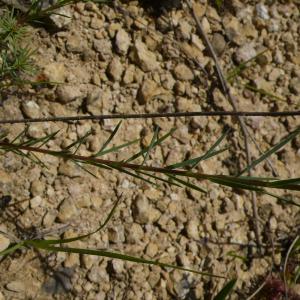 Photographie n°2423838 du taxon Linum tenuifolium L. [1753]