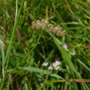 Photographie n°2423846 du taxon Torilis arvensis subsp. arvensis