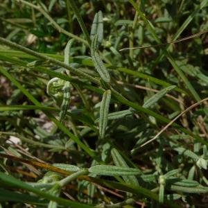 Photographie n°2423847 du taxon Helianthemum apenninum (L.) Mill. [1768]