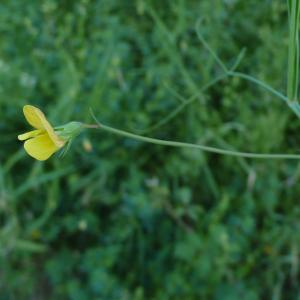 Photographie n°2423852 du taxon Lathyrus annuus L. [1753]