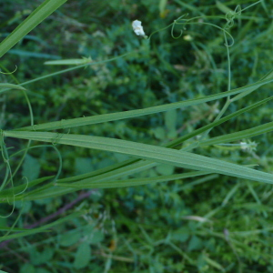 Photographie n°2423853 du taxon Lathyrus annuus L. [1753]