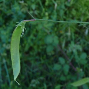 Photographie n°2423854 du taxon Lathyrus annuus L. [1753]