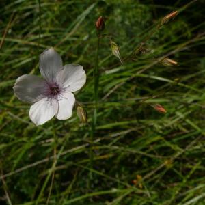 Photographie n°2423857 du taxon Linum tenuifolium L. [1753]