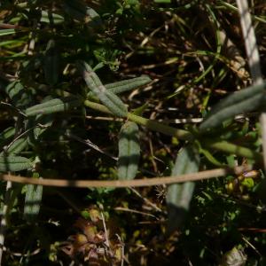 Photographie n°2423859 du taxon Helianthemum apenninum (L.) Mill.