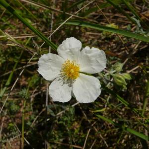 Photographie n°2423860 du taxon Helianthemum apenninum (L.) Mill.