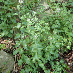 Photographie n°2423901 du taxon Arabidopsis cebennensis (DC.) O'Kane & Al-Shehbaz