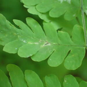 Photographie n°2423904 du taxon Gymnocarpium dryopteris (L.) Newman