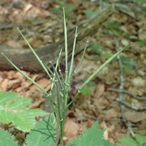 Photographie n°2423933 du taxon Cardamine pentaphyllos (L.) Crantz