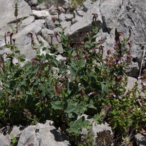 Photographie n°2423965 du taxon Aristolochia pistolochia L. [1753]