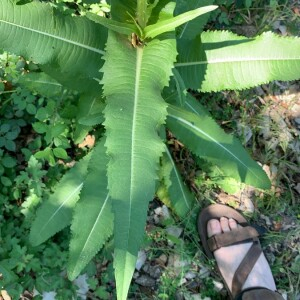 Photographie n°2424028 du taxon Dipsacus fullonum L.