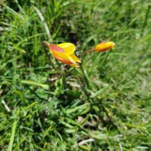Photographie n°2424044 du taxon Tulipa sylvestris L. [1753]
