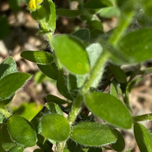 Photographie n°2424077 du taxon Genista germanica L. [1753]