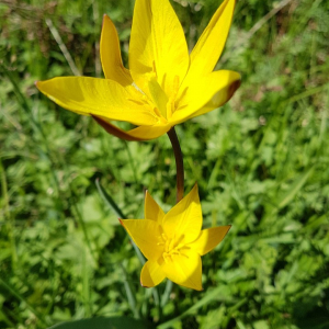 Photographie n°2424103 du taxon Tulipa sylvestris subsp. australis (Link) Pamp.