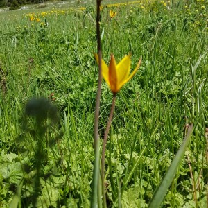 Photographie n°2424104 du taxon Tulipa sylvestris subsp. australis (Link) Pamp.