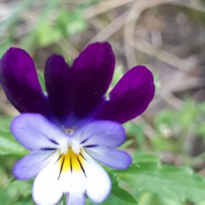 Photographie n°2424179 du taxon Viola tricolor L. [1753]