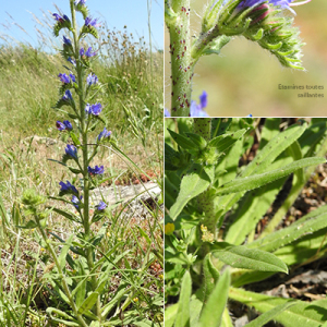 Photographie n°2424283 du taxon Echium vulgare var. vulgare