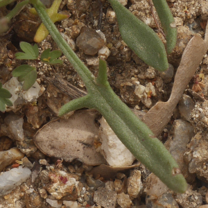 Photographie n°2424287 du taxon Rumex acetosella L. [1753]