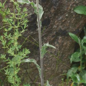 Photographie n°2424296 du taxon Andryala integrifolia L. [1753]