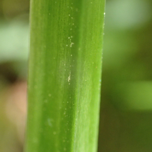 Photographie n°2424310 du taxon Allium ursinum L.