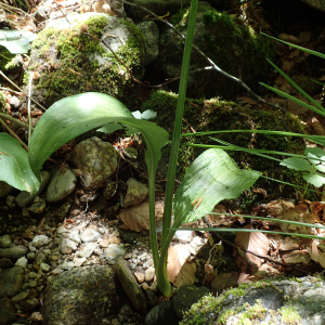 Photographie n°2424312 du taxon Allium ursinum L.