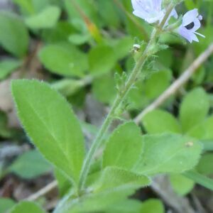 Photographie n°2424346 du taxon Veronica officinalis L.