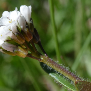 Photographie n°2424349 du taxon Arabis ciliata Clairv. [1811]