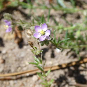  - Spergularia macrorrhiza (Loisel.) Heynh. [1846]