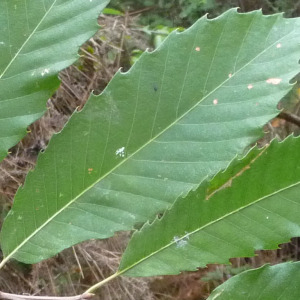 Photographie n°2424416 du taxon Castanea sativa Mill.